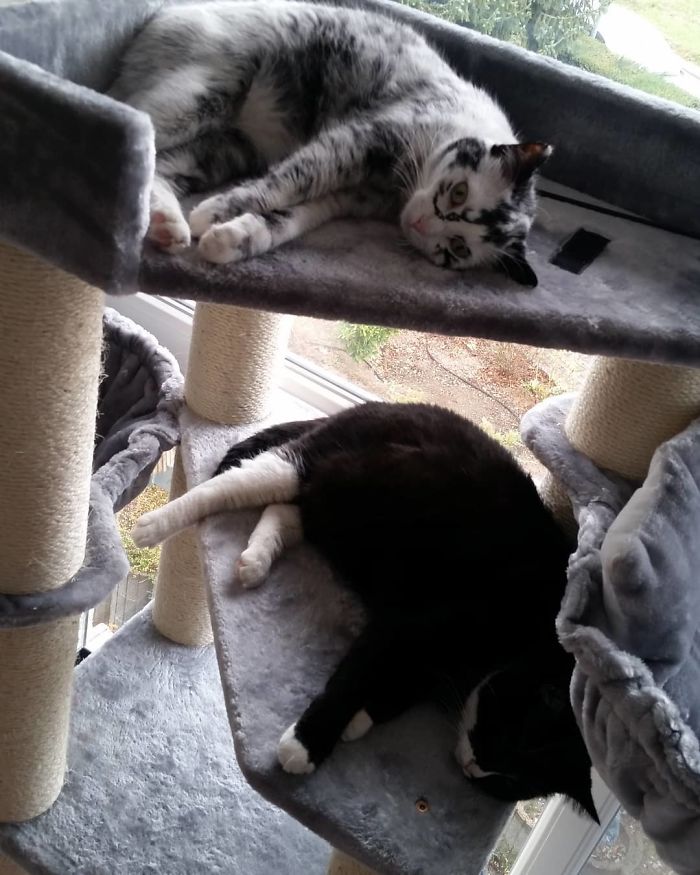 Woman Rescues A Kitty With A Rare Vitiligo Condition; Later Her Coat Turns Into Beautiful Snowflake-Like Markings