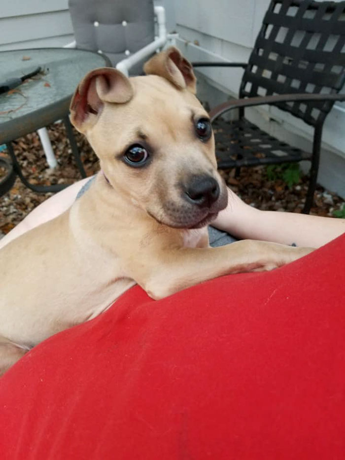 People Rescued A Litter Of Pit Bulls, And One Of Them Has ‘Cinnamon Roll’ Ears