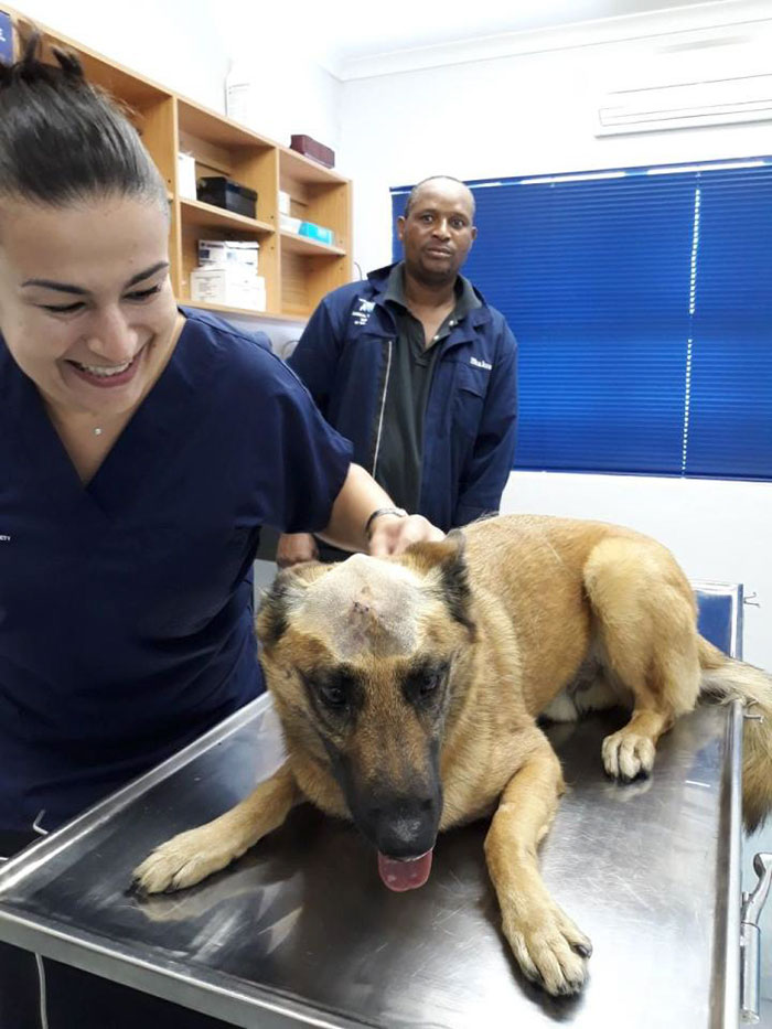 Duke; The Dog Who Was Stabbed In The Head While Trying To Protect His Owner From An Armed Robber, Miraculously Survives