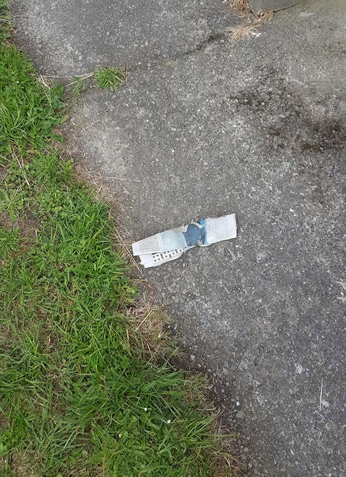 Max; A Cat From New Zealand, Who Likes To Steal Newspapers From Neighbors, Just For Fun