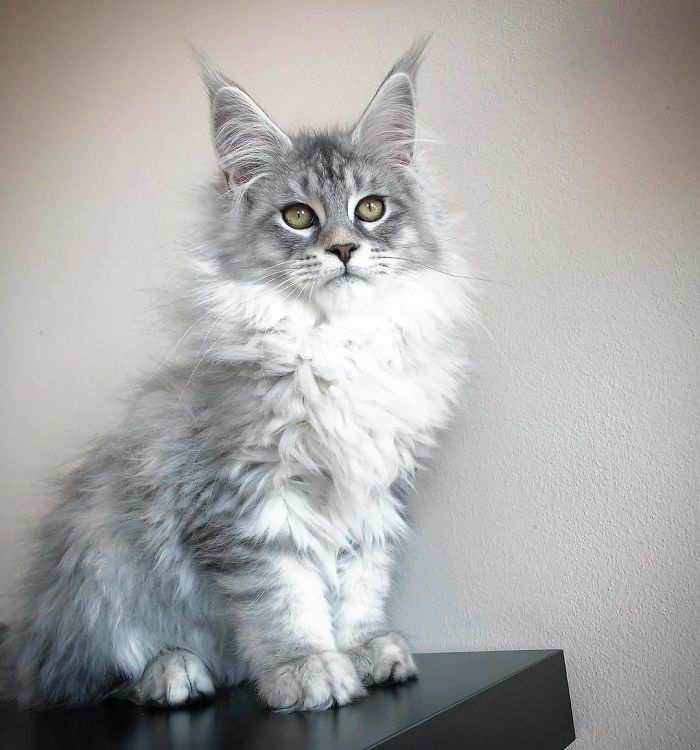 Maine coon