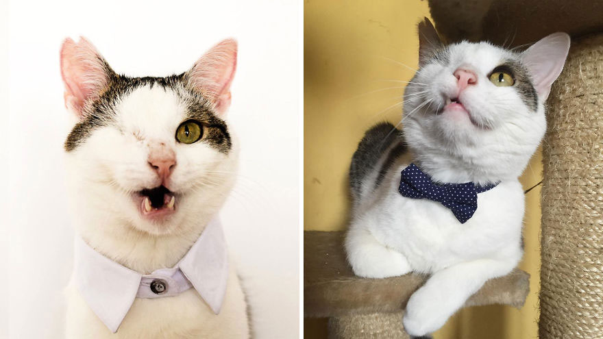 The One Eyed Rescued Cat “Pirate” Inspired Rescuers To Start A Company; And Now He is the CEO of The Said Company