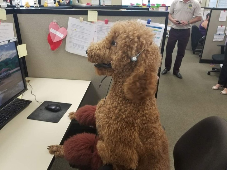 Poodle Helpdesk