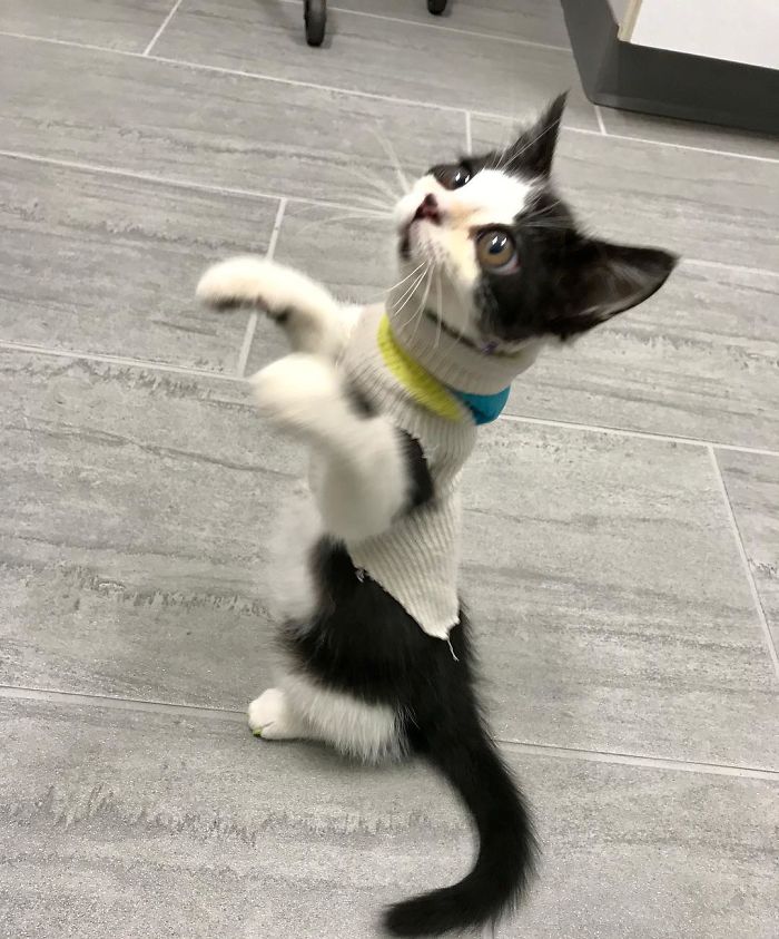 Porg; an Adopted Kitten With Huge ‘Glass’ Eyes After He Was Found And Rescued, Abandoned On A Porch