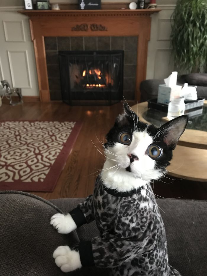Porg; an Adopted Kitten With Huge ‘Glass’ Eyes After He Was Found And Rescued, Abandoned On A Porch