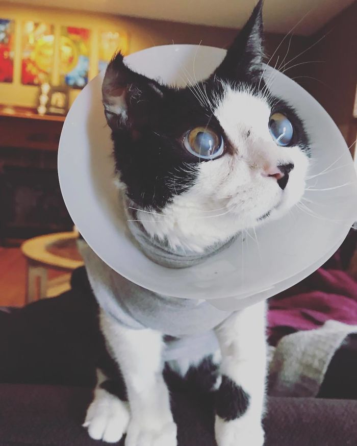 Porg; an Adopted Kitten With Huge ‘Glass’ Eyes After He Was Found And Rescued, Abandoned On A Porch