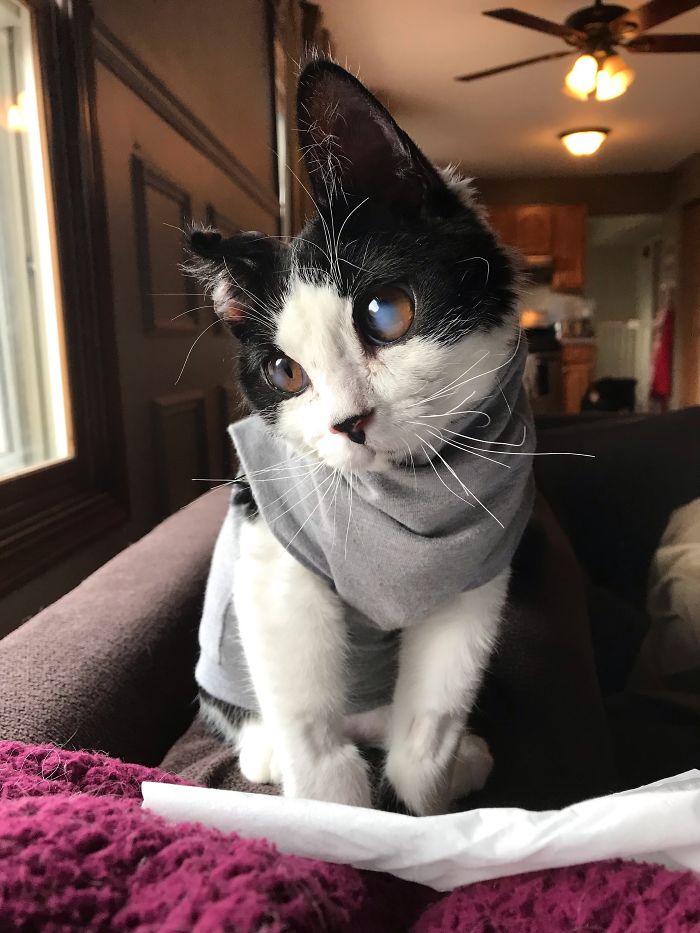 Porg; an Adopted Kitten With Huge ‘Glass’ Eyes After He Was Found And Rescued, Abandoned On A Porch