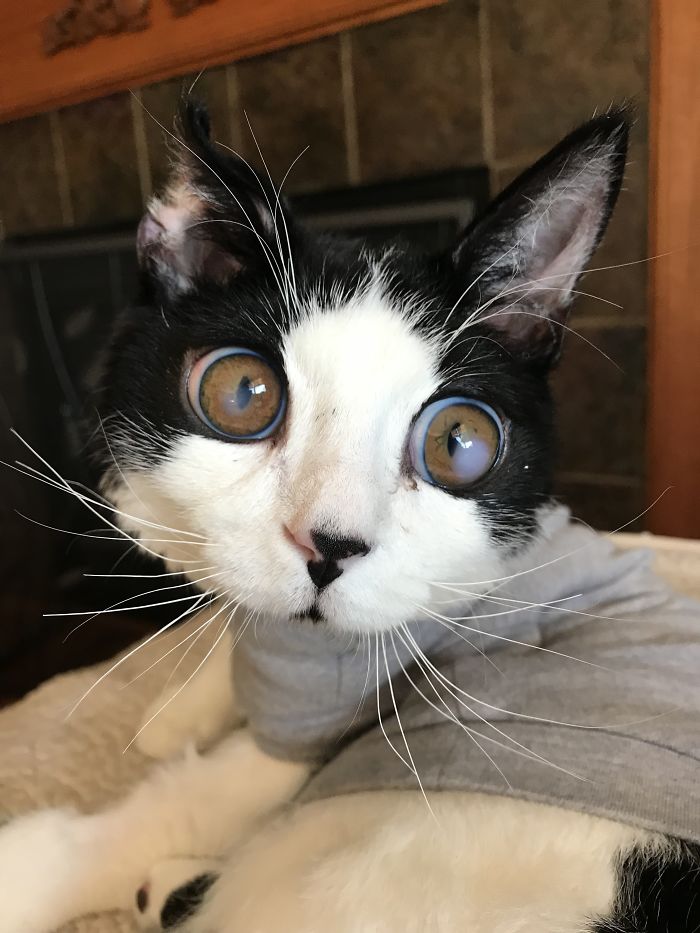 Porg; an Adopted Kitten With Huge ‘Glass’ Eyes After He Was Found And Rescued, Abandoned On A Porch