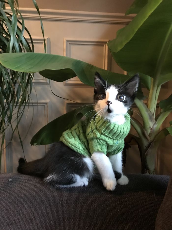 Porg; an Adopted Kitten With Huge ‘Glass’ Eyes After He Was Found And Rescued, Abandoned On A Porch