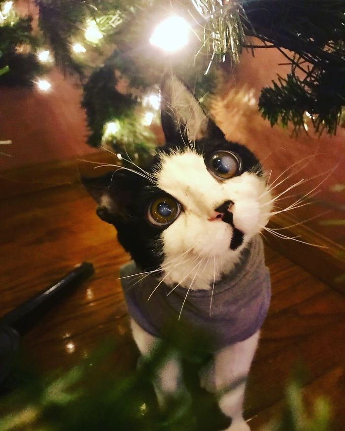 Porg; an Adopted Kitten With Huge ‘Glass’ Eyes After He Was Found And Rescued, Abandoned On A Porch