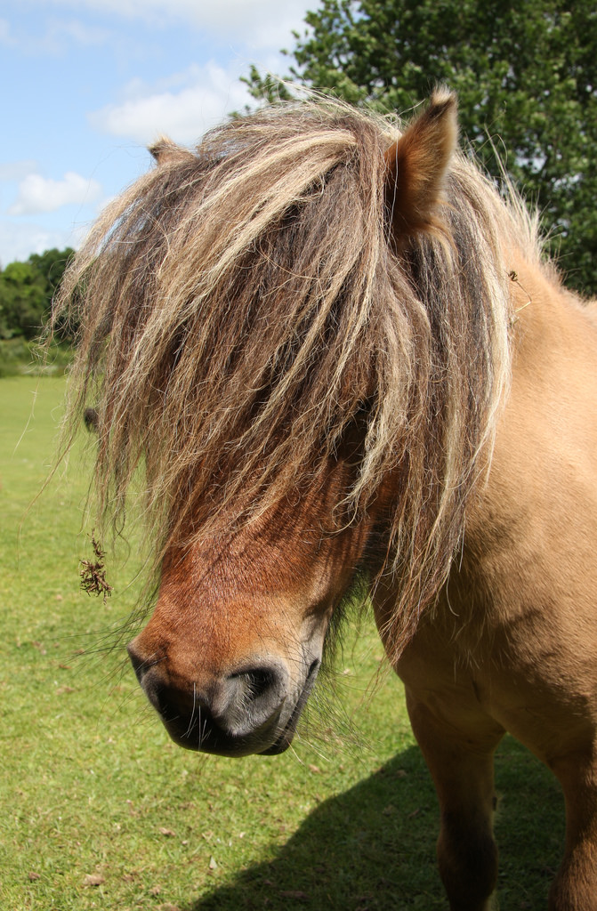 Hilarious Animals Who Are Having a Really Bad Hair Day