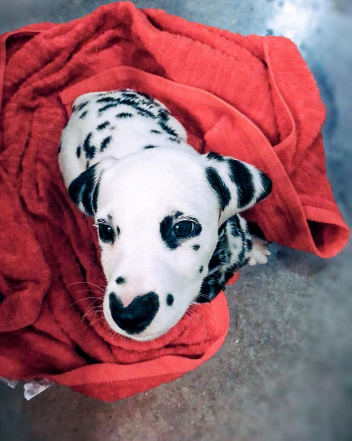 Wiley; The Dalmatian Wears His Heart On His Nose