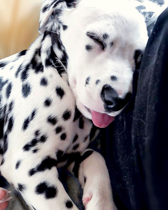 Wiley; The Dalmatian Wears His Heart On His Nose
