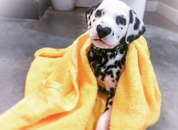 Wiley; The Dalmatian Wears His Heart On His Nose