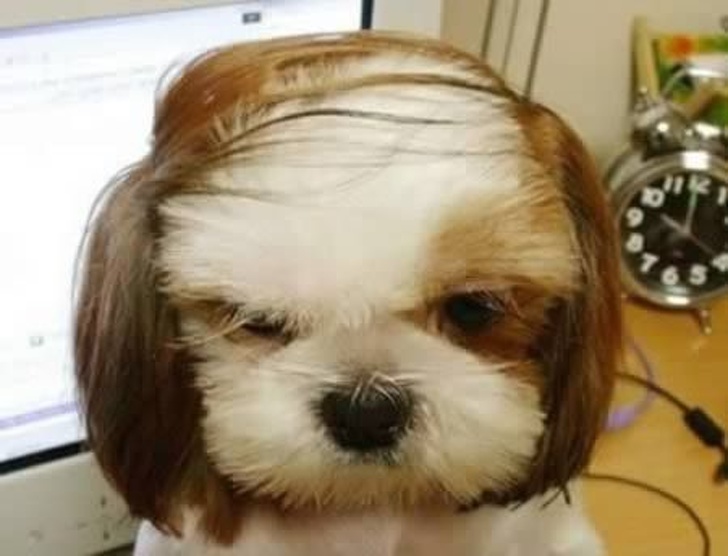 Hilarious Animals Who Are Having a Really Bad Hair Day