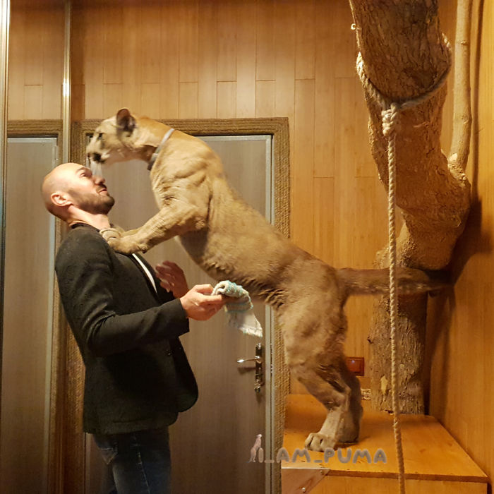 Messi; Puma Rescued From A Contact-Type Zoo Lives As A Spoiled House Cat As It Can’t Be Released Into The Wild,
