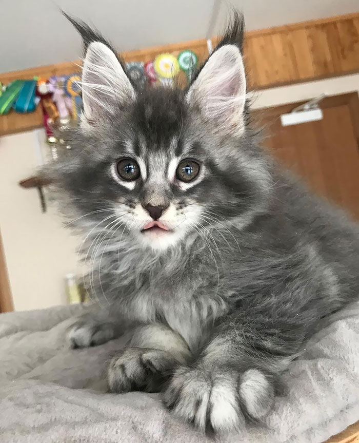 little tongue