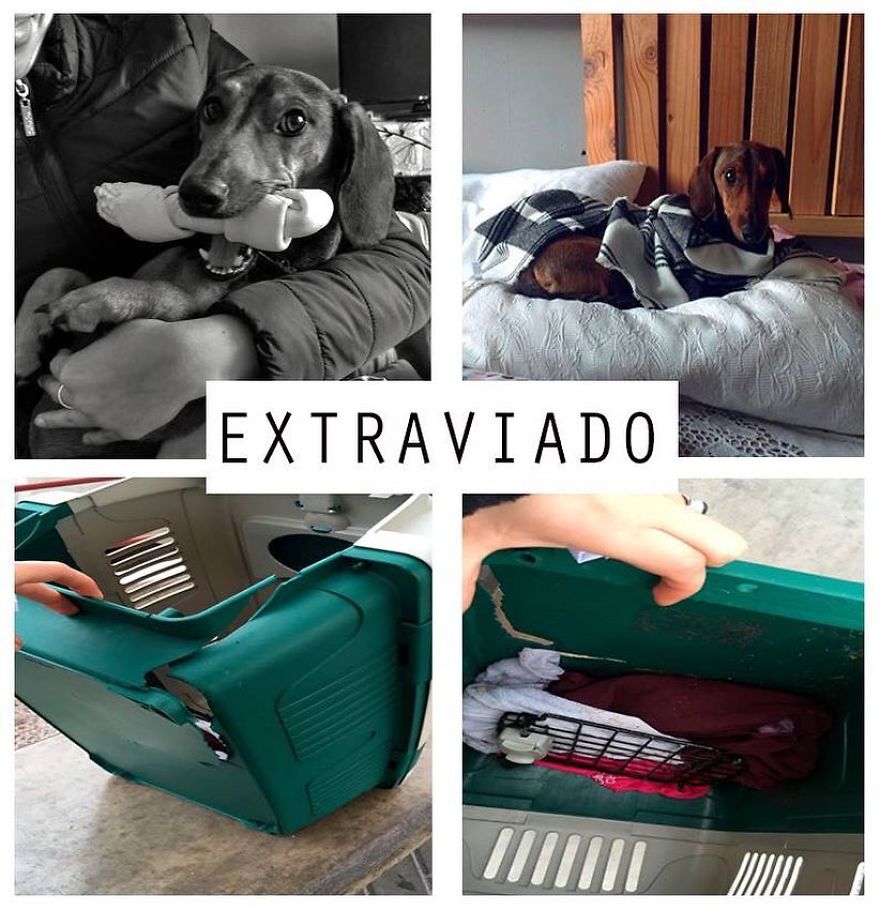 Gaspar; A Dog Survives 6 Days In The Desert After Falling Off The Plane