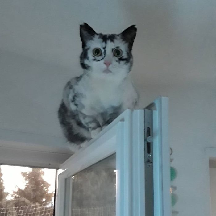 Woman Rescues A Kitty With A Rare Vitiligo Condition; Later Her Coat Turns Into Beautiful Snowflake-Like Markings