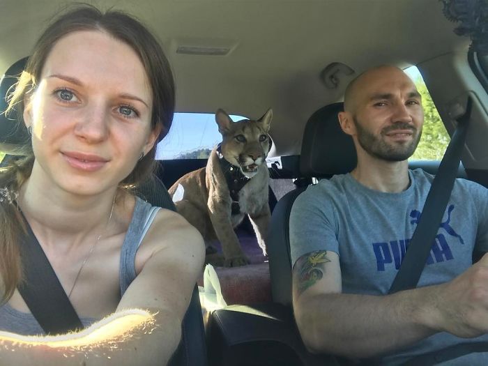 Messi; Puma Rescued From A Contact-Type Zoo Lives As A Spoiled House Cat As It Can’t Be Released Into The Wild,