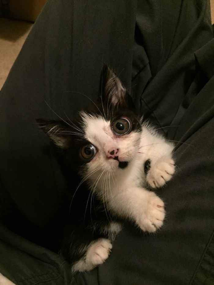 Porg; an Adopted Kitten With Huge ‘Glass’ Eyes After He Was Found And Rescued, Abandoned On A Porch