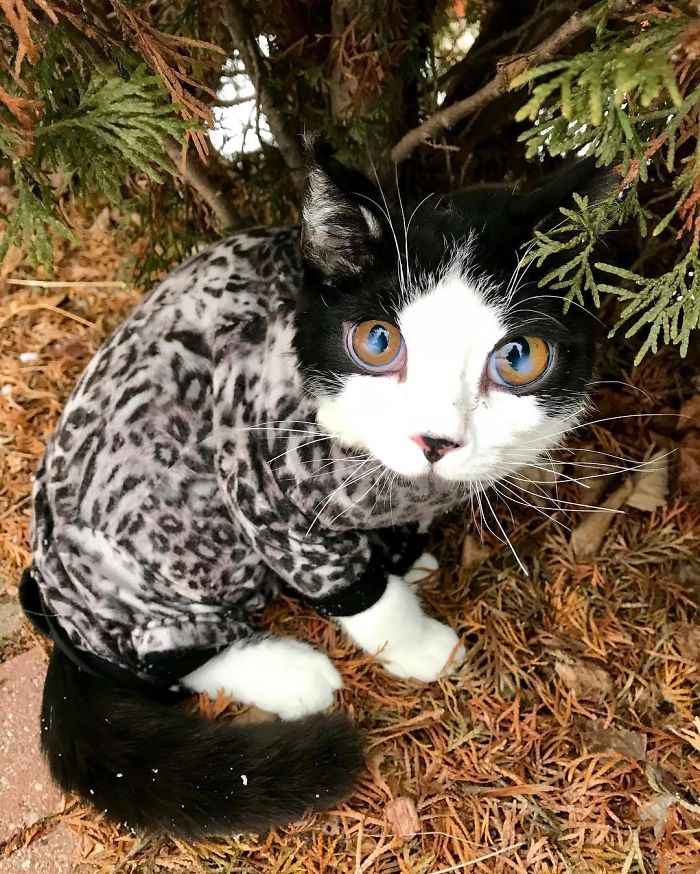 Porg; an Adopted Kitten With Huge ‘Glass’ Eyes After He Was Found And Rescued, Abandoned On A Porch