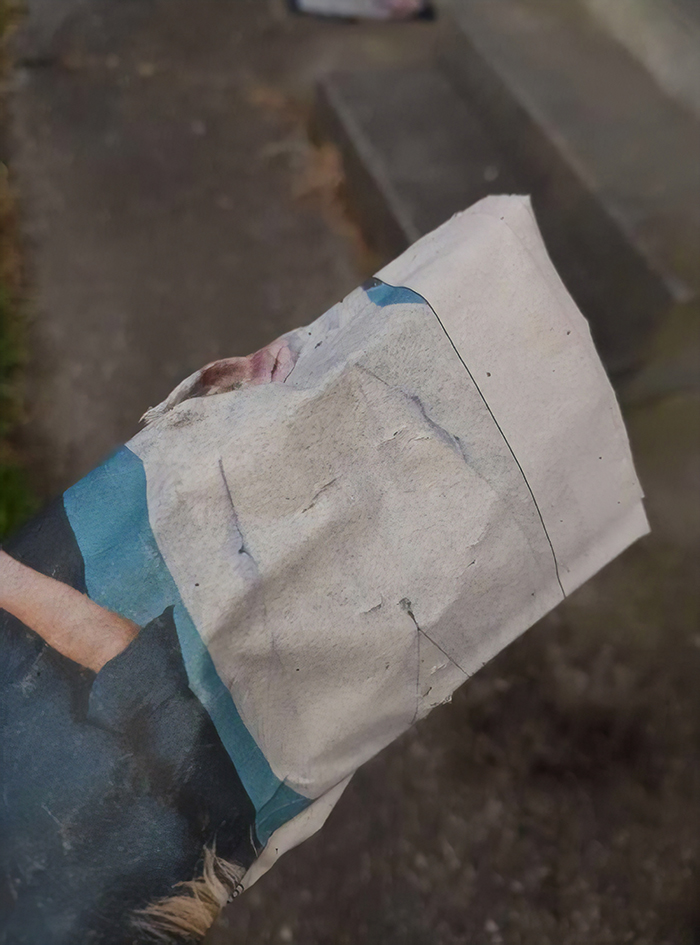 Max; A Cat From New Zealand, Who Likes To Steal Newspapers From Neighbors, Just For Fun