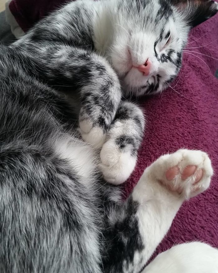 Woman Rescues A Kitty With A Rare Vitiligo Condition; Later Her Coat Turns Into Beautiful Snowflake-Like Markings