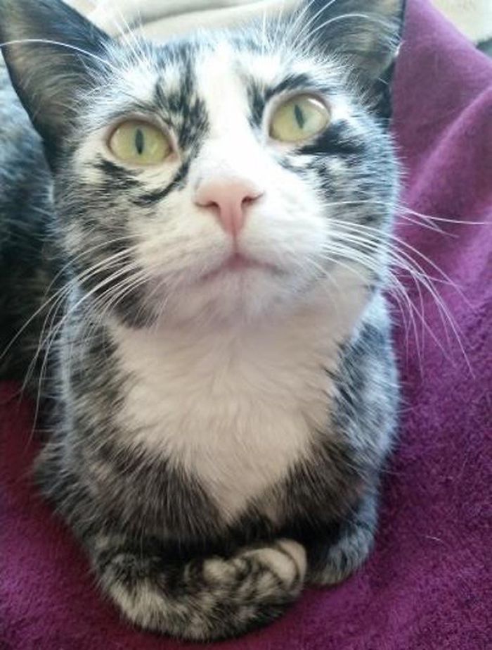 Woman Rescues A Kitty With A Rare Vitiligo Condition; Later Her Coat Turns Into Beautiful Snowflake-Like Markings