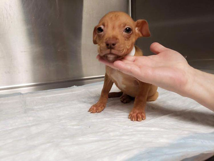 People Rescued A Litter Of Pit Bulls, And One Of Them Has ‘Cinnamon Roll’ Ears