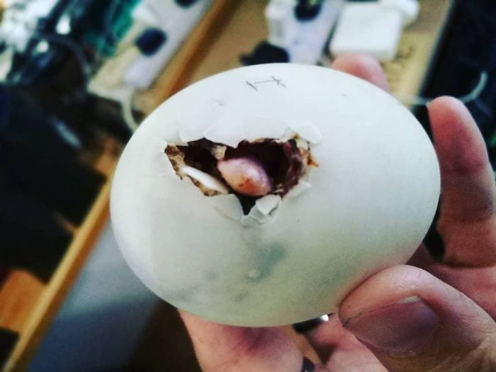 Woman Buys A Balut Egg And Hatches The Duckling That Is Now Her Best Friend