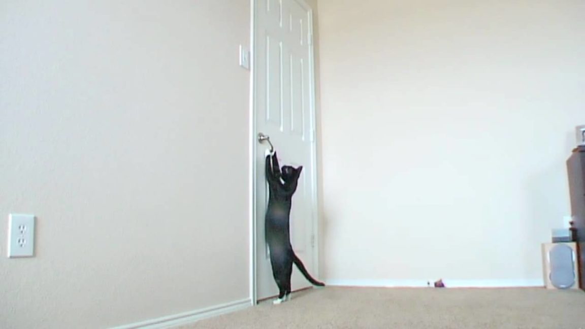 This cat opening a door by himself is truly amazing - Love Your Pet ...