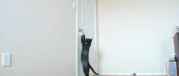 This cat opening a door by himself is truly amazing