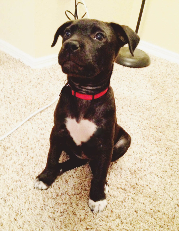 pup