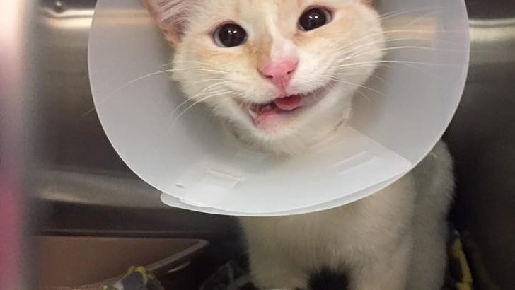 Imperfect Yet Adorable Pets That Will Melt Your Hearts