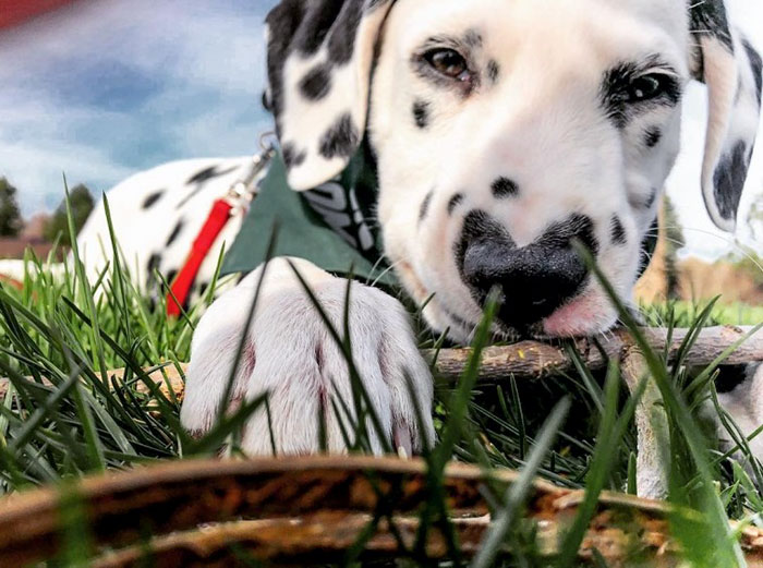Wiley; The Dalmatian Wears His Heart On His Nose