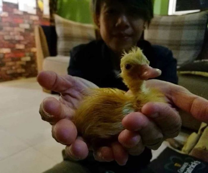 Woman Buys A Balut Egg And Hatches The Duckling That Is Now Her Best Friend