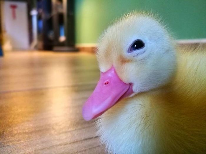 Woman Buys A Balut Egg And Hatches The Duckling That Is Now Her Best Friend