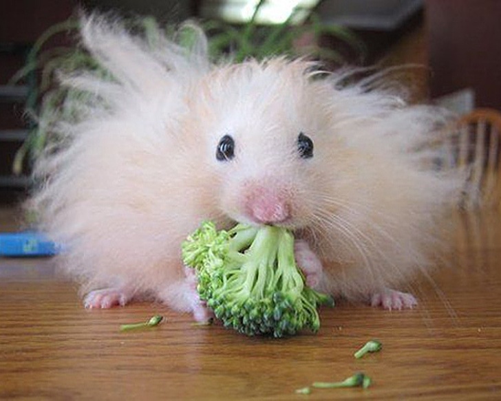 Hilarious Animals Who Are Having a Really Bad Hair Day