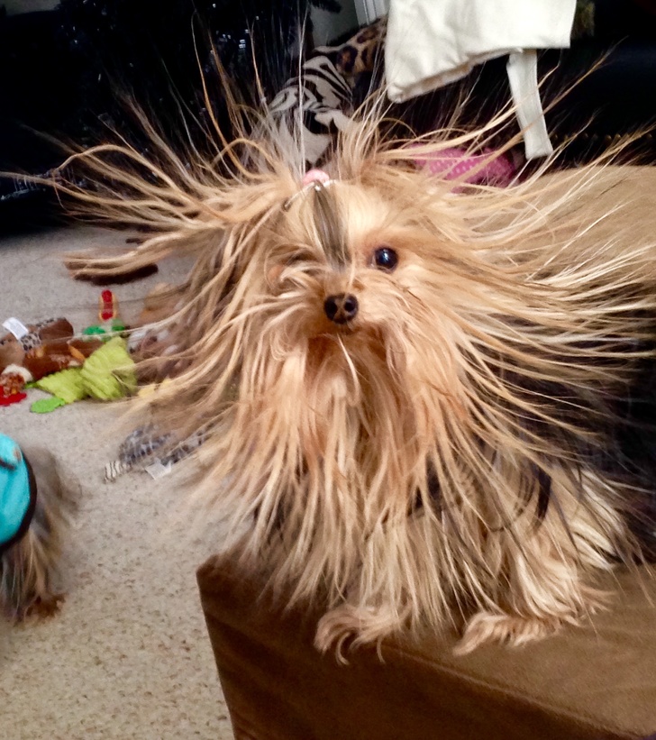 Hilarious Animals Who Are Having a Really Bad Hair Day