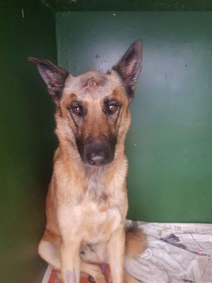 Duke; The Dog Who Was Stabbed In The Head While Trying To Protect His Owner From An Armed Robber, Miraculously Survives