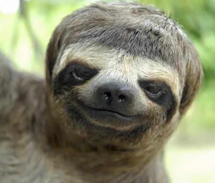 Hilarious Animals Who Are Having a Really Bad Hair Day