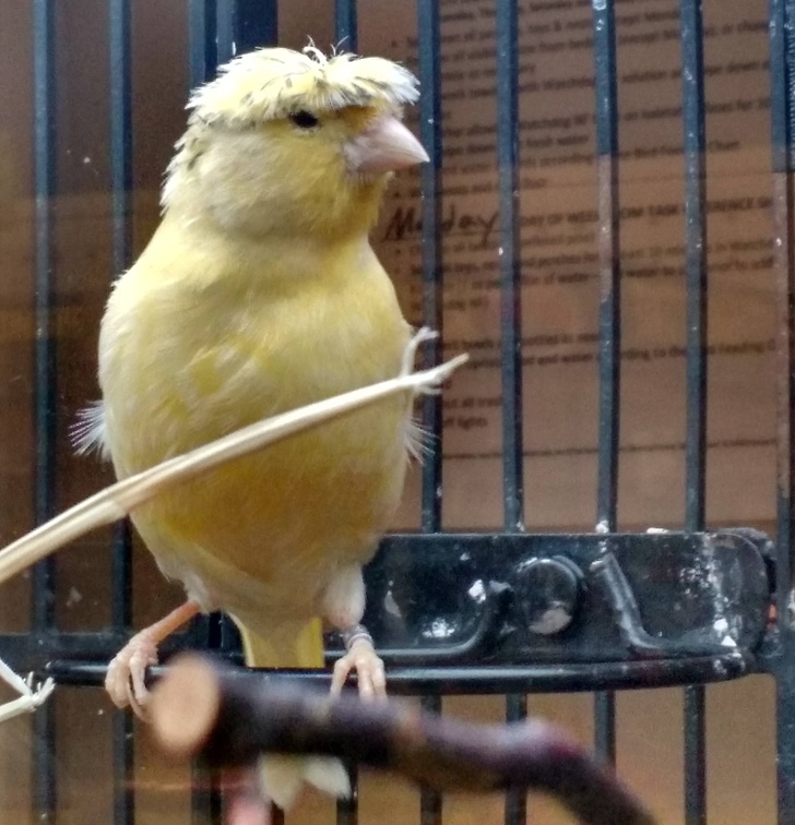 Hilarious Animals Who Are Having a Really Bad Hair Day