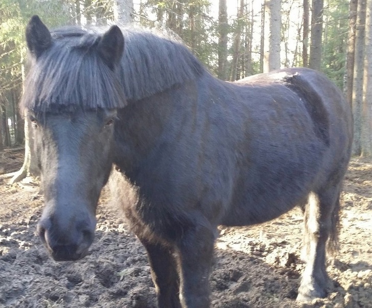 Hilarious Animals Who Are Having a Really Bad Hair Day