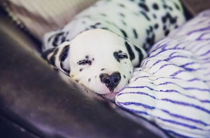 Wiley; The Dalmatian Wears His Heart On His Nose