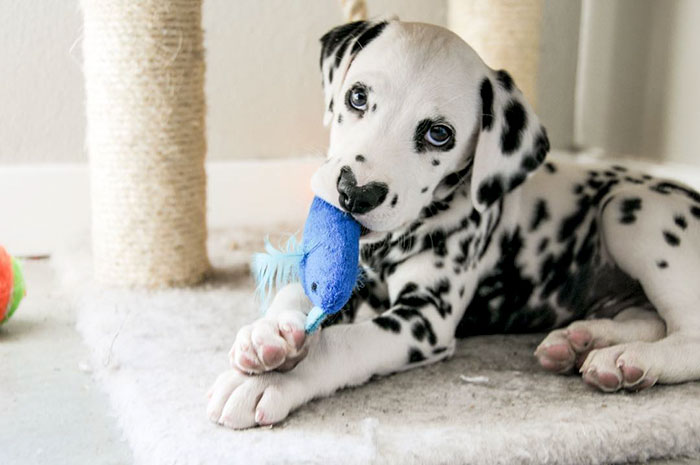 Wiley; The Dalmatian Wears His Heart On His Nose