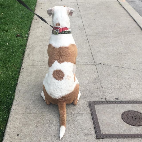 pet