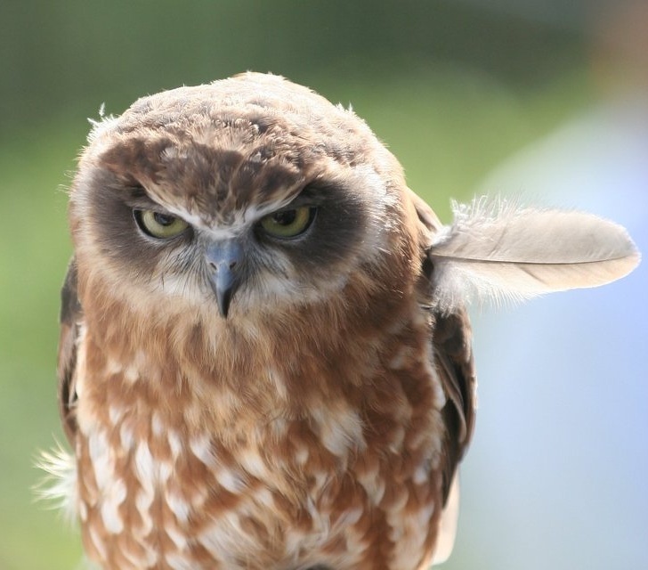 Hilarious Animals Who Are Having a Really Bad Hair Day
