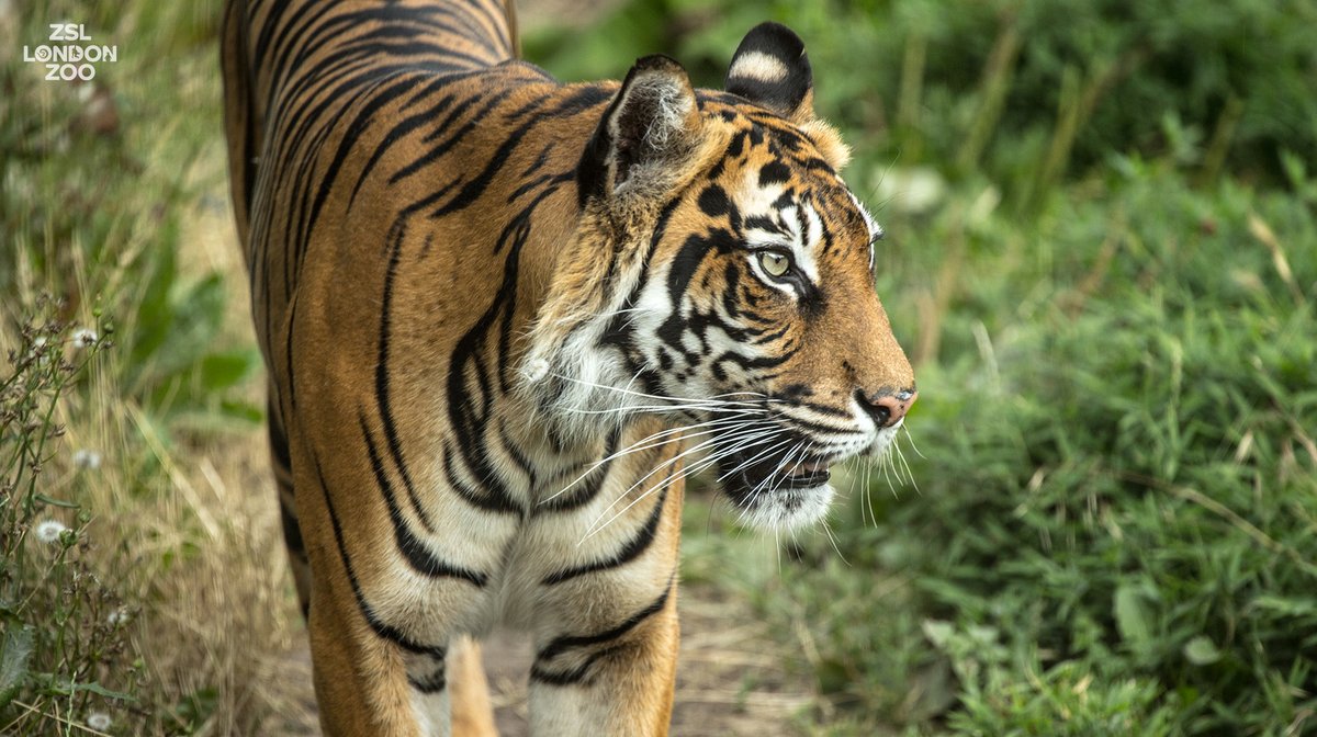 Zoo
