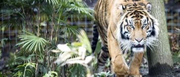 Zookeepers wanted two tigers to mate; The mating ended with a dead tiger